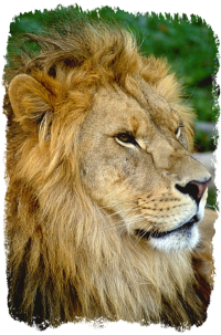 lion
